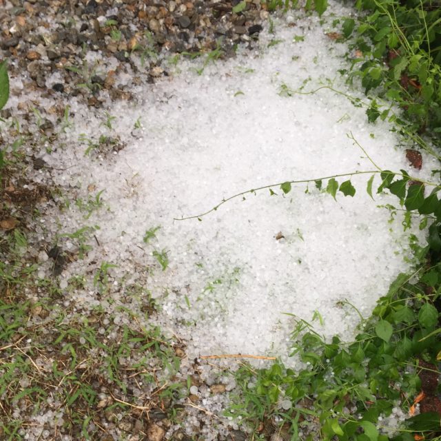 Hailstorms Destroy Crops in Minnesota | Cigar Insurance USA